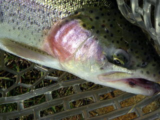 �@�܂��肾�����񂾂��ǁE�E�E